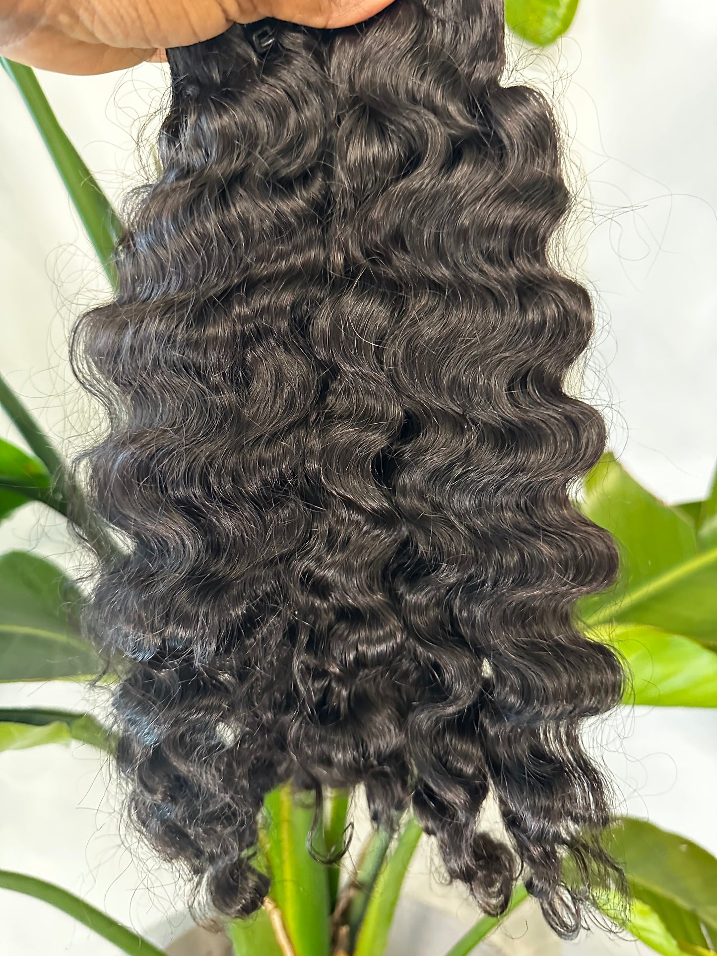 Burmese Curly