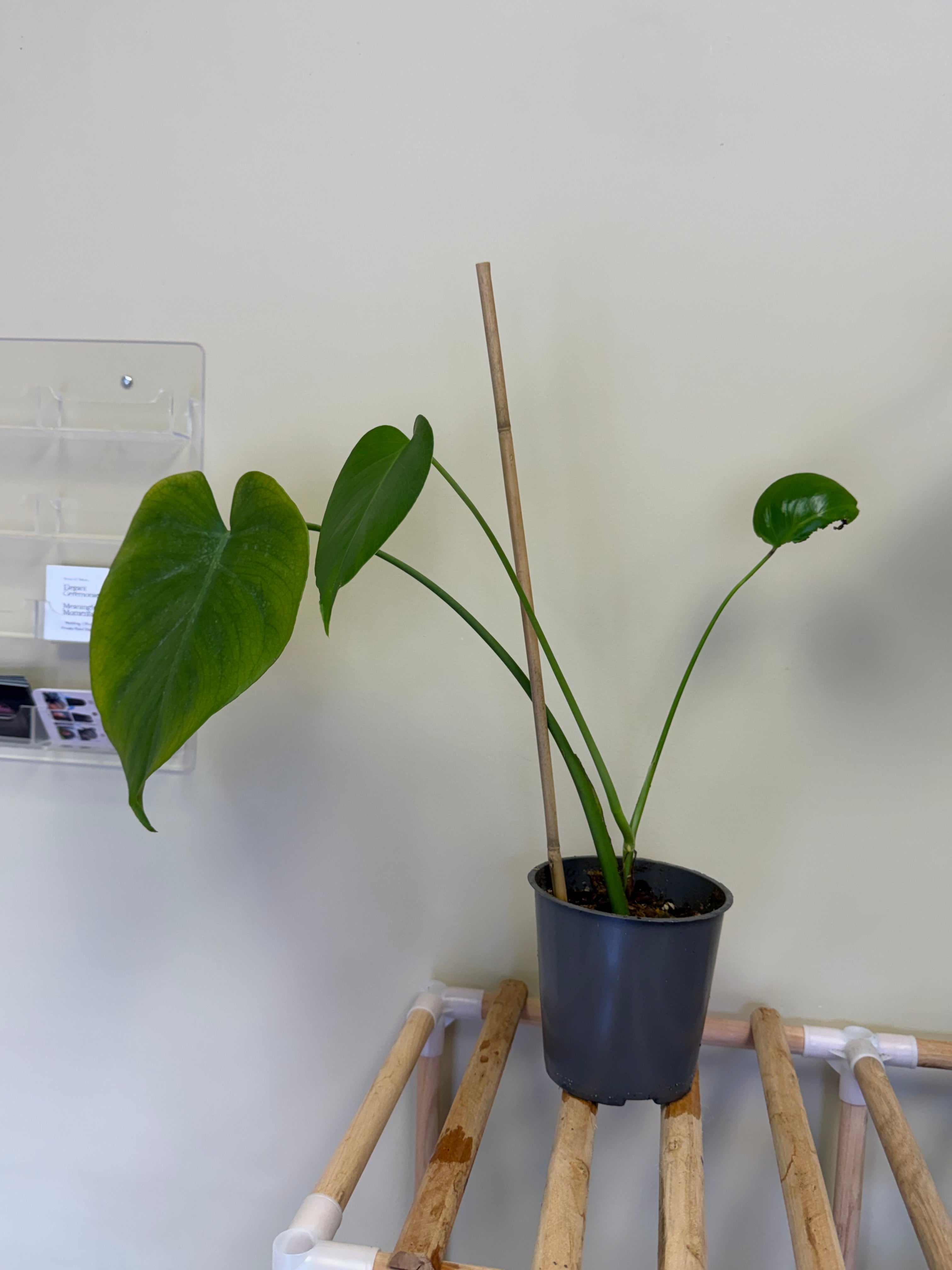 Monstera Plant