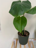 Monstera Plant