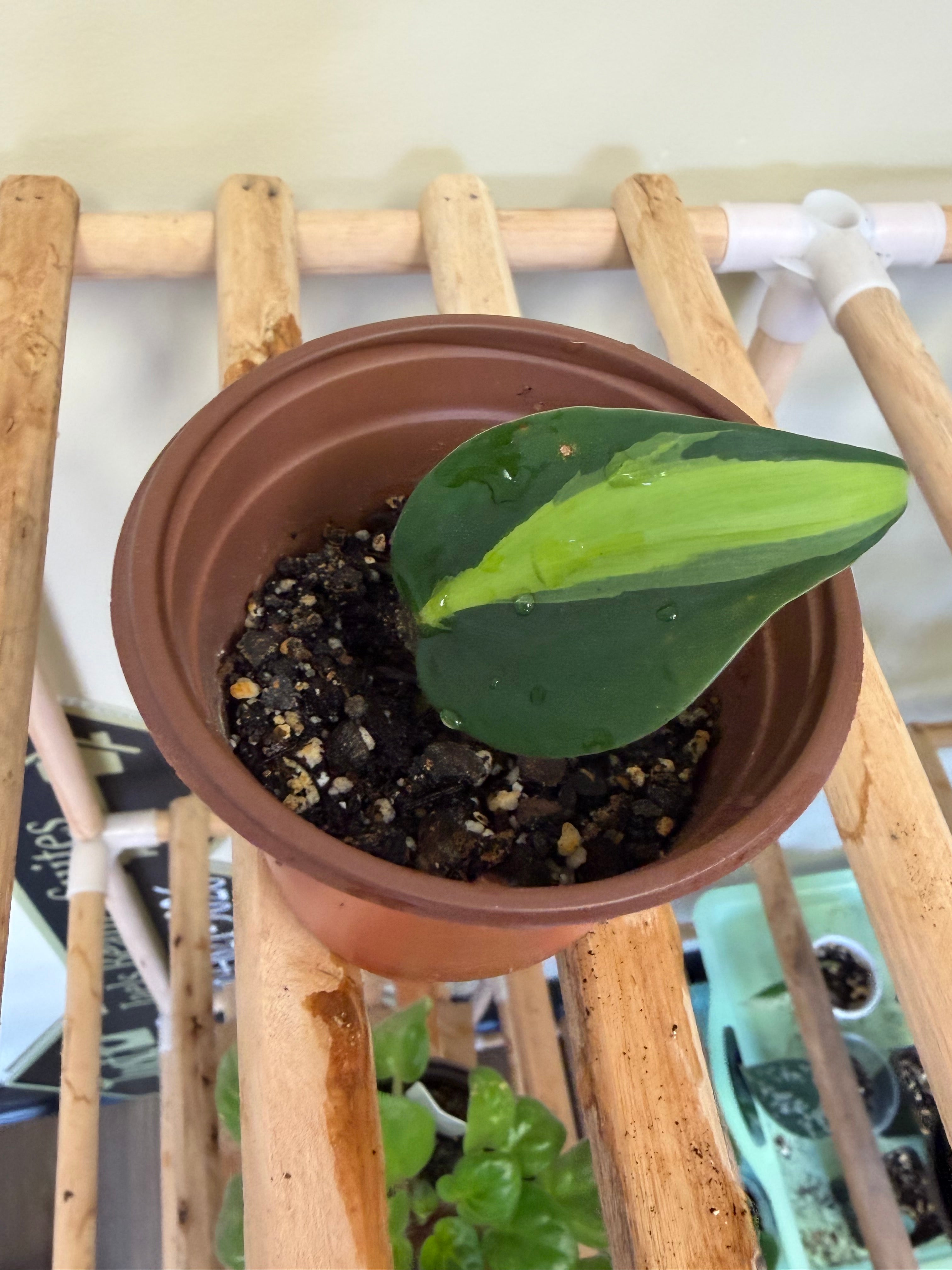 Brazil Philodendron  Plant