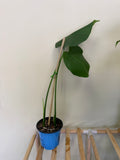 Monstera Plant