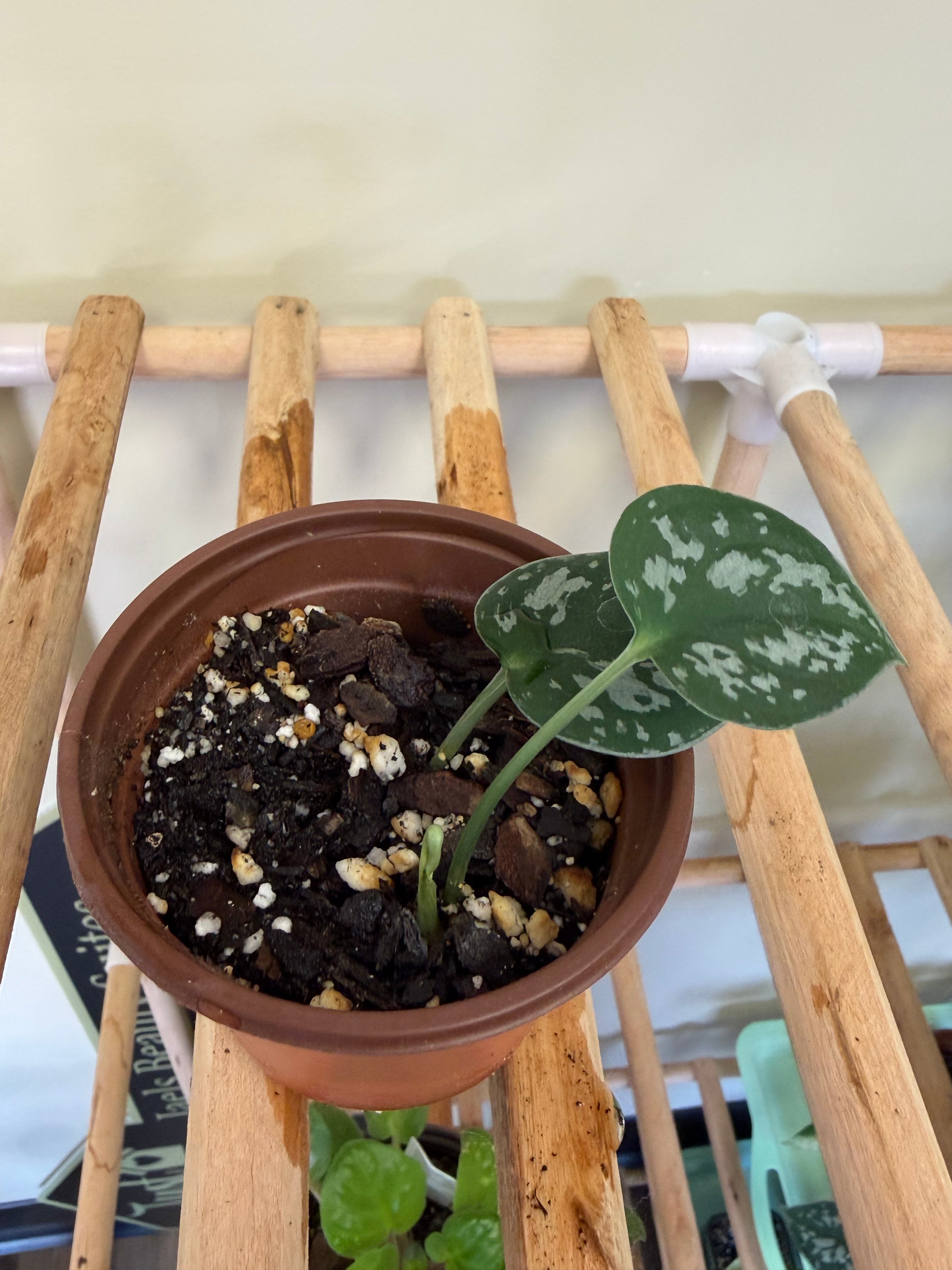 Plant
