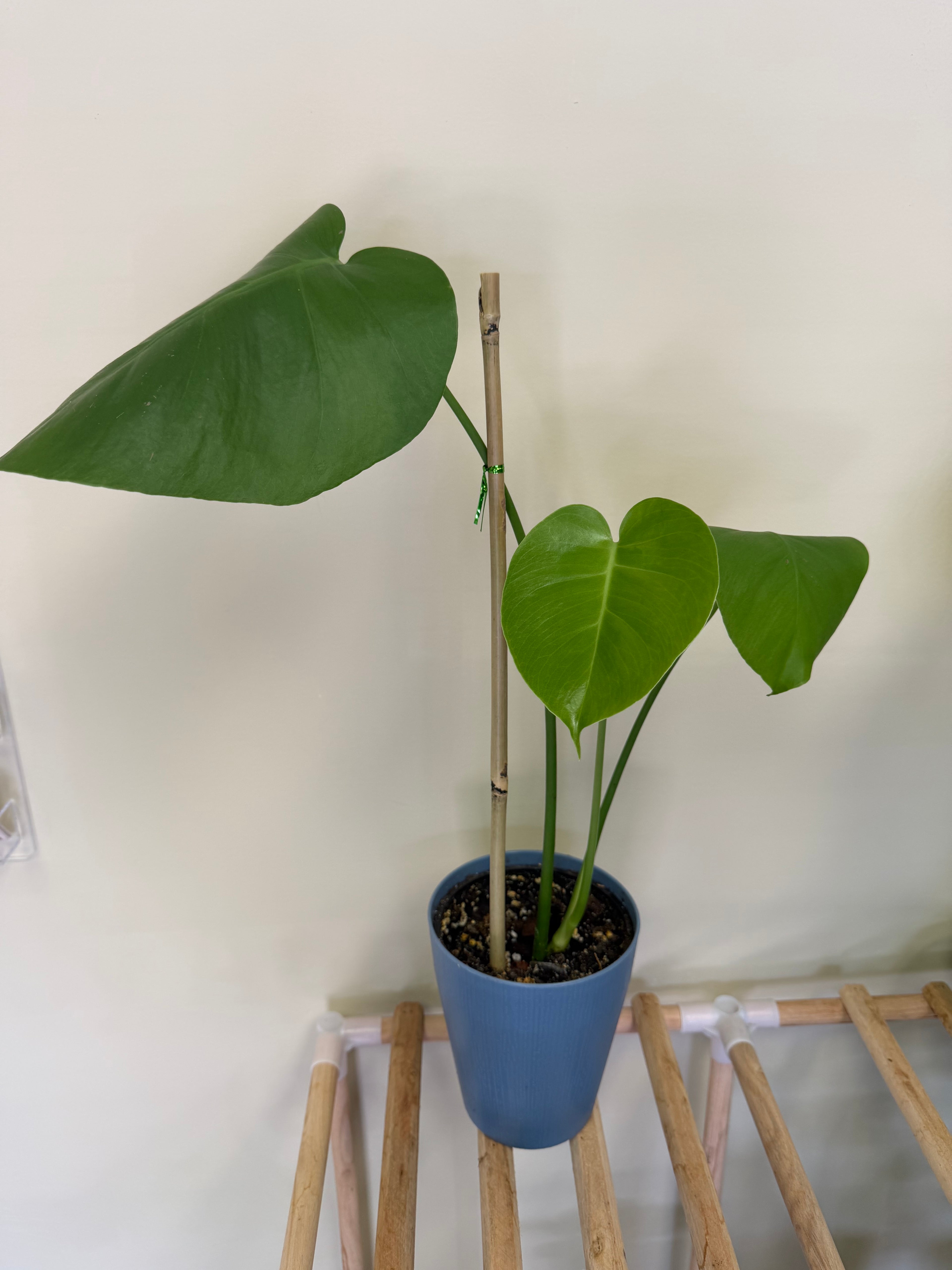 Monstera Plant