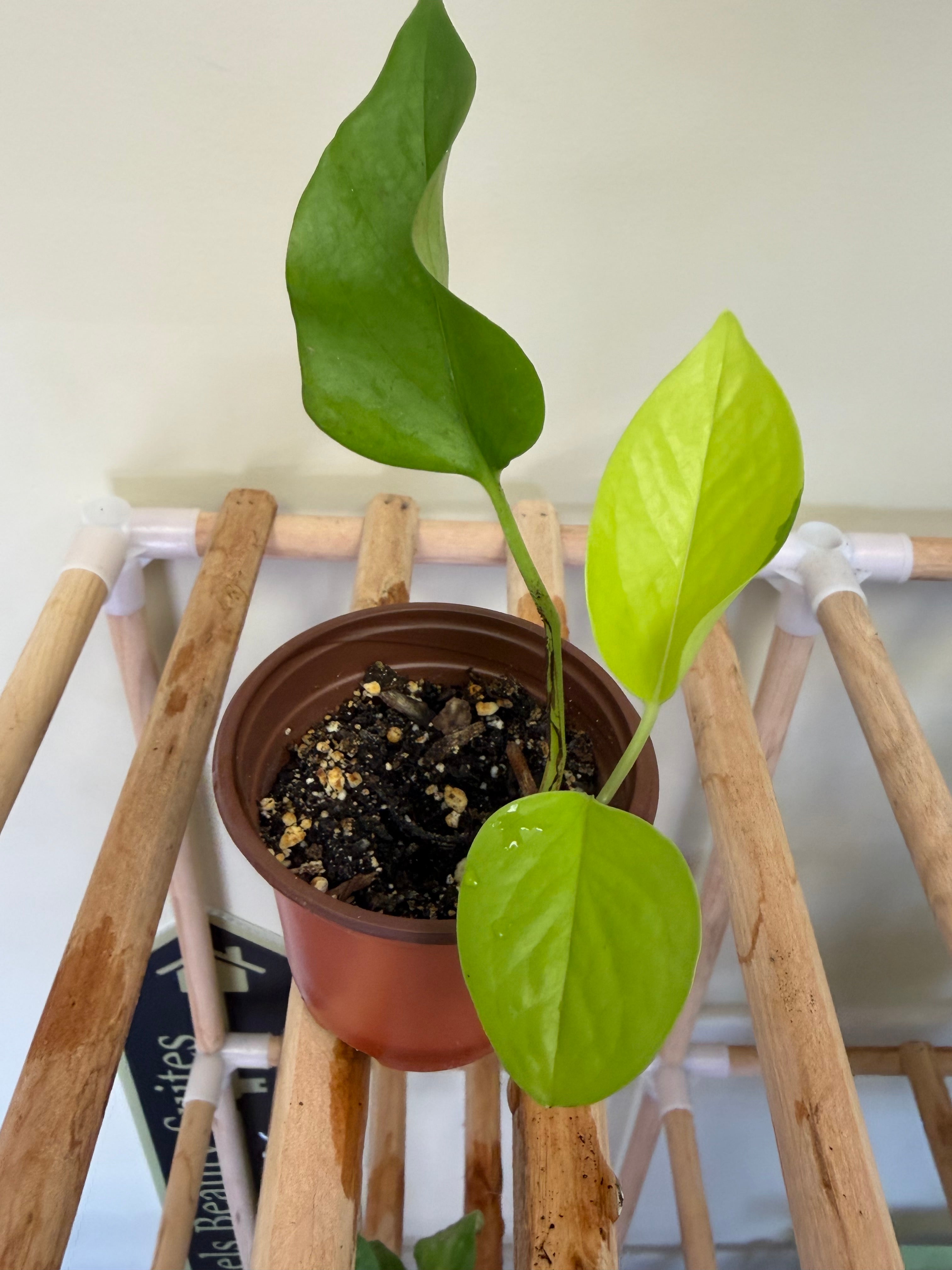 Neon Pothos Plant