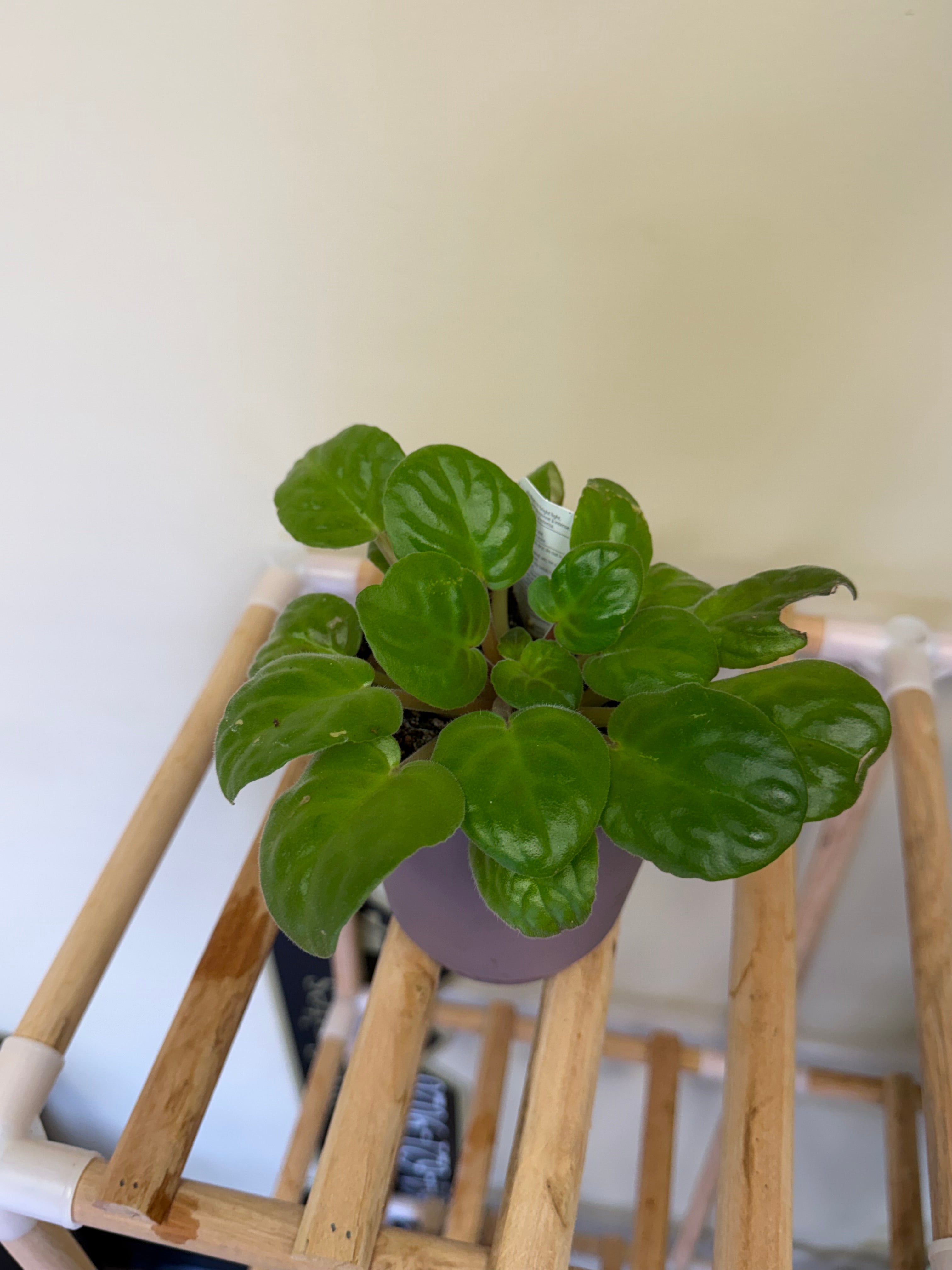 African violet plant
