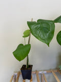 Monstera Plant