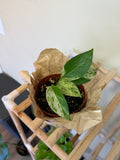 Marble Pothos