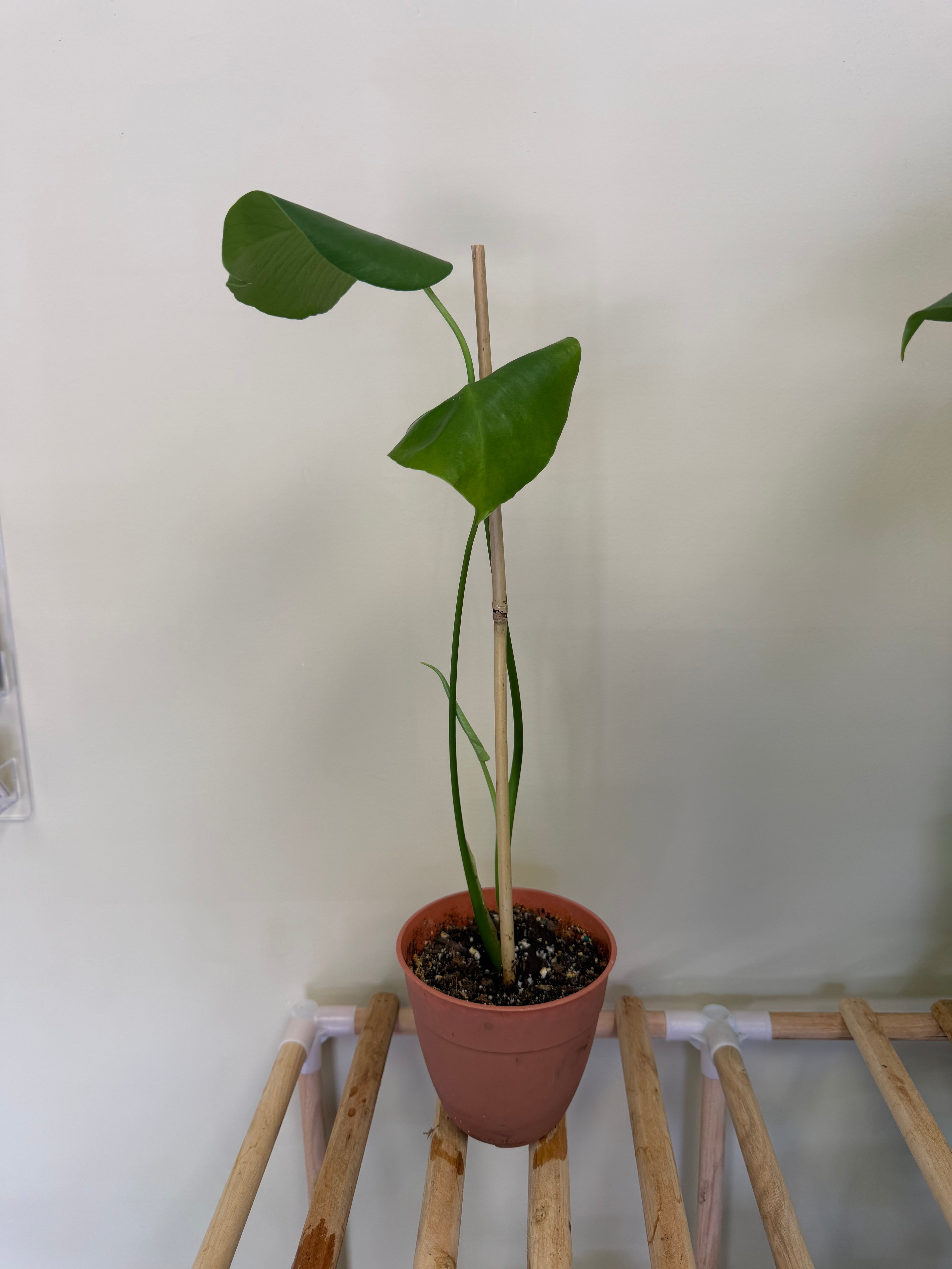 Monstera Plant