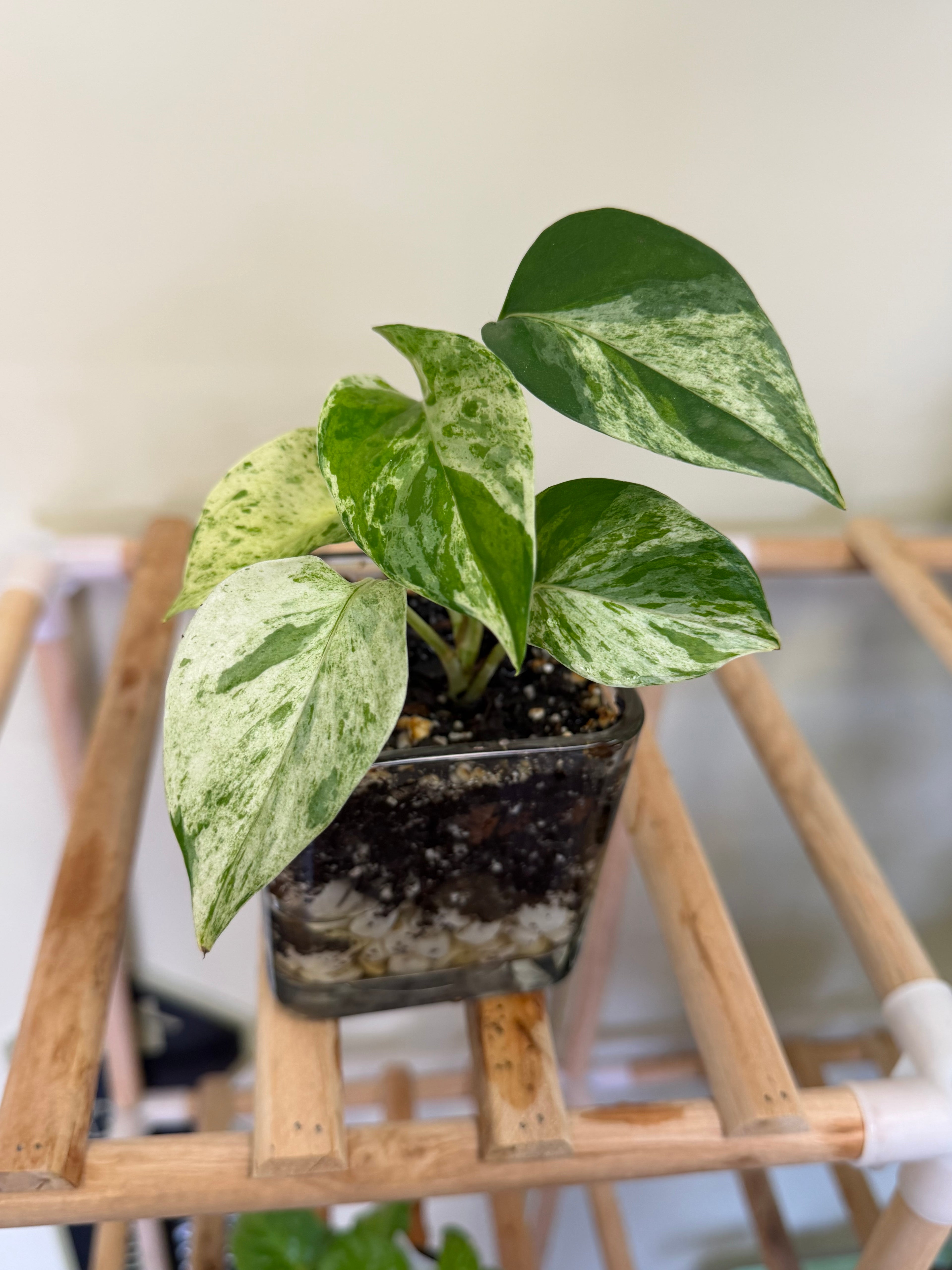 Marble Pothos Plant