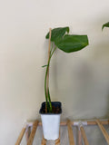 Monstera Plant