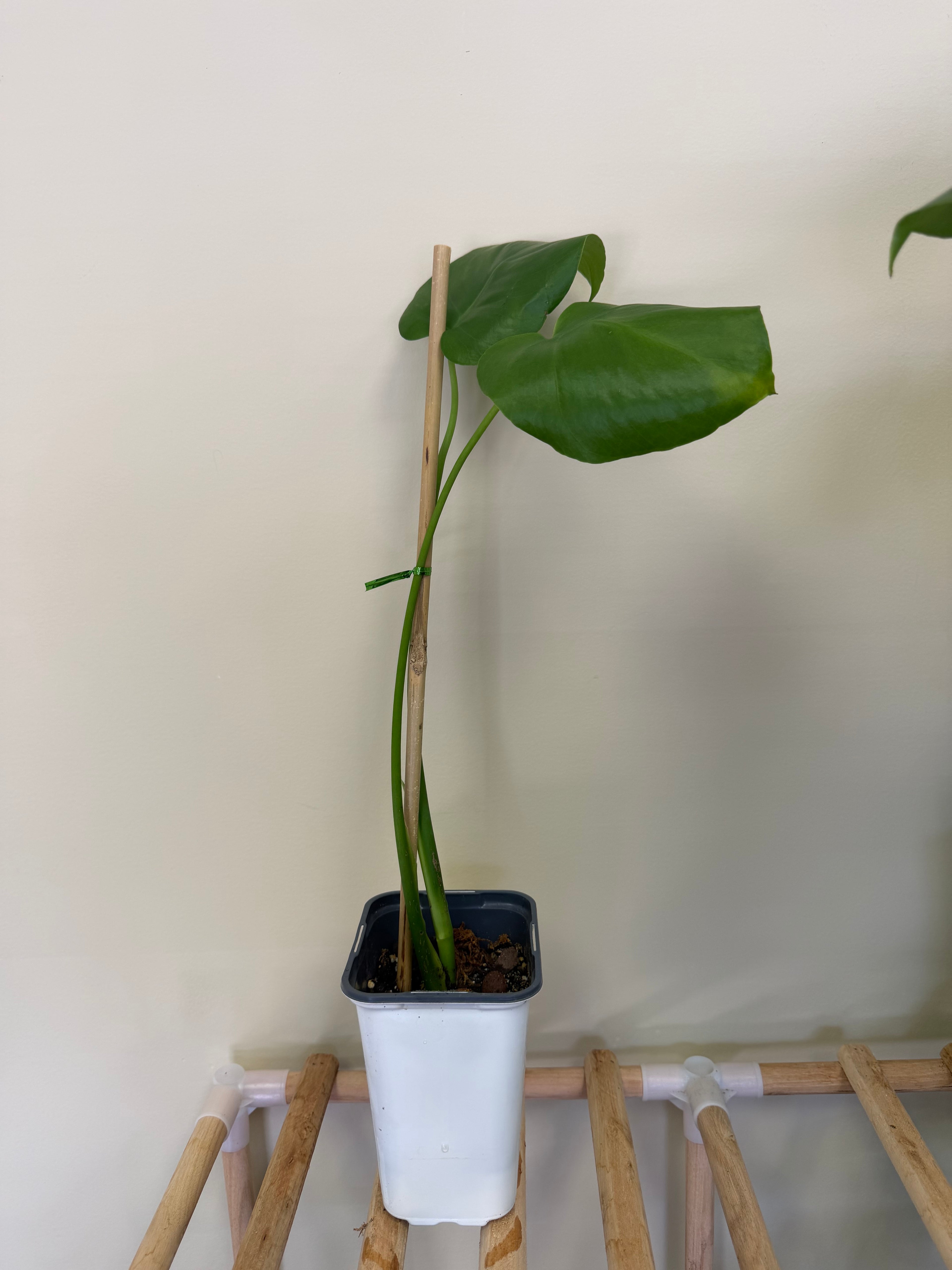 Monstera Plant