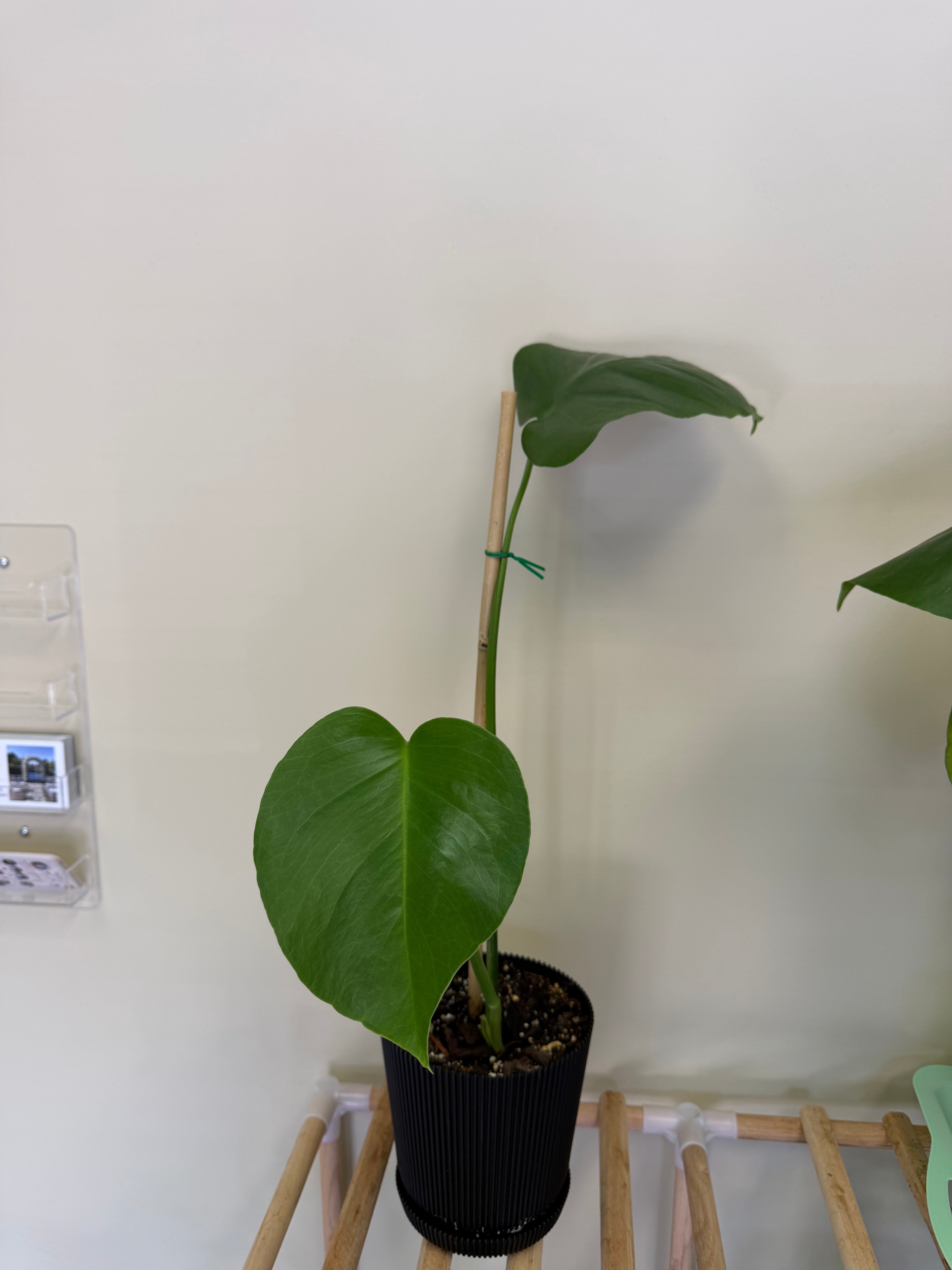 Monstera Plant