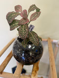 Pink nerve plant