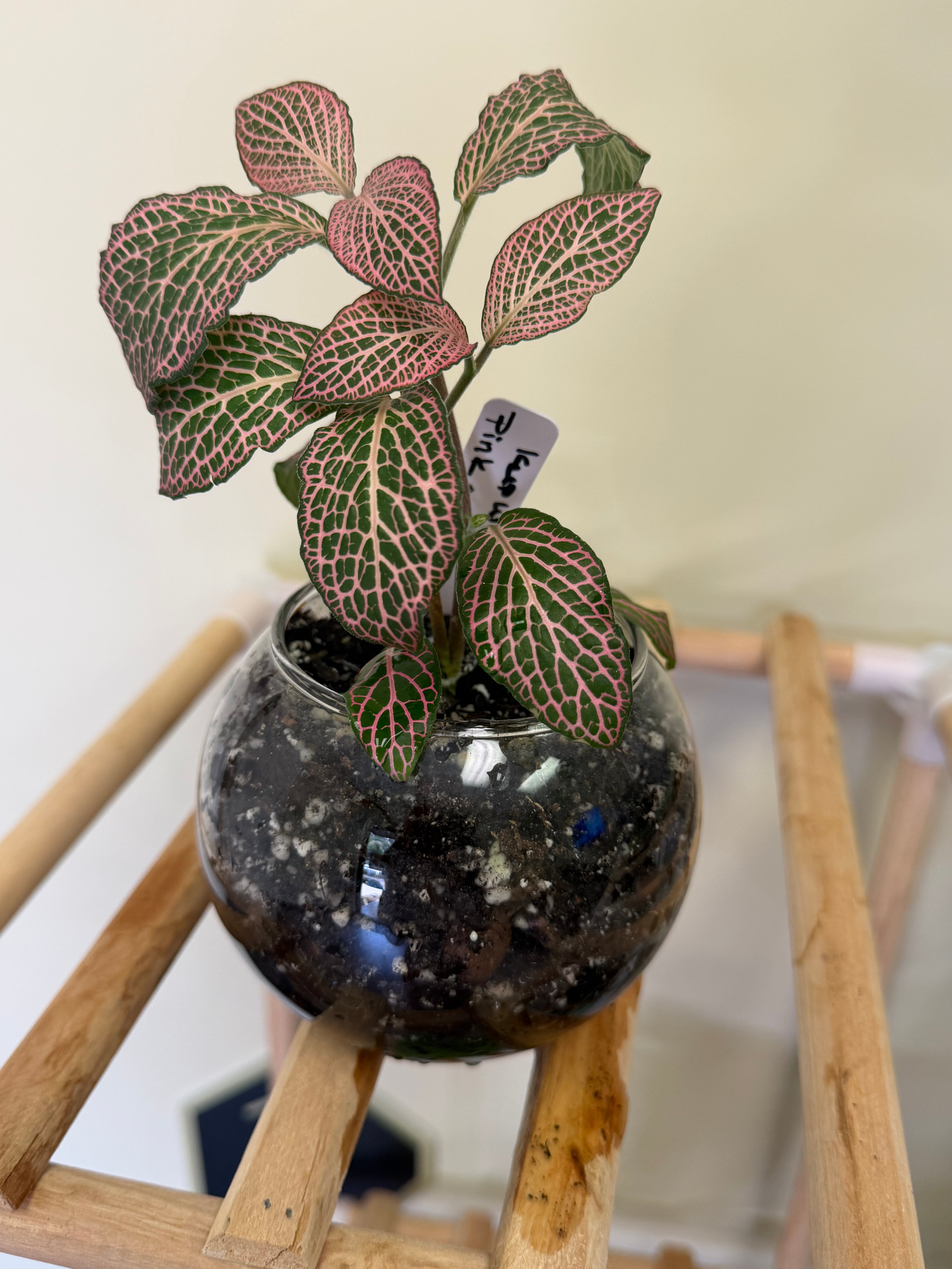 Pink nerve plant