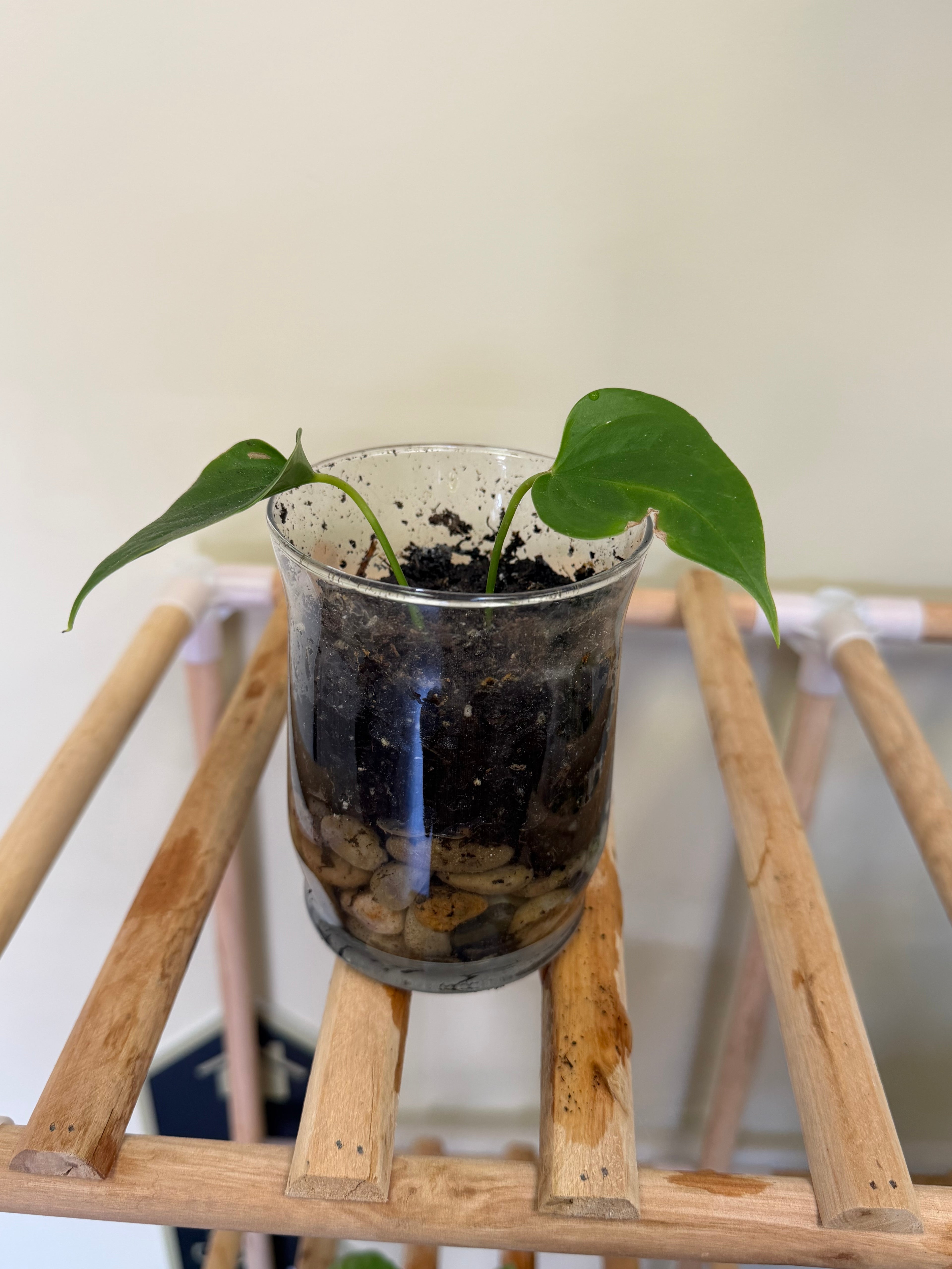 Anthurium Plant