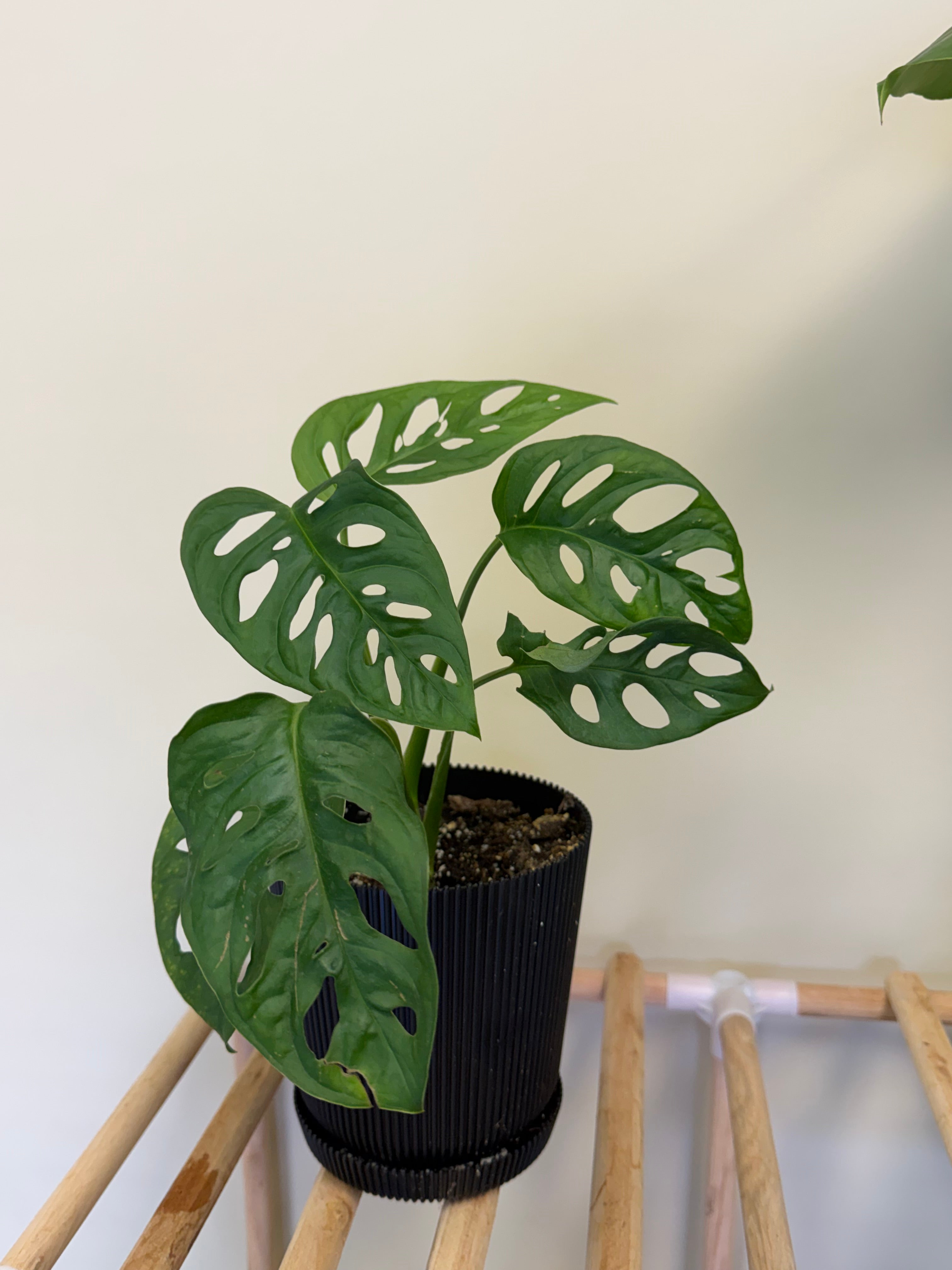 Adisoni Monstera Plant