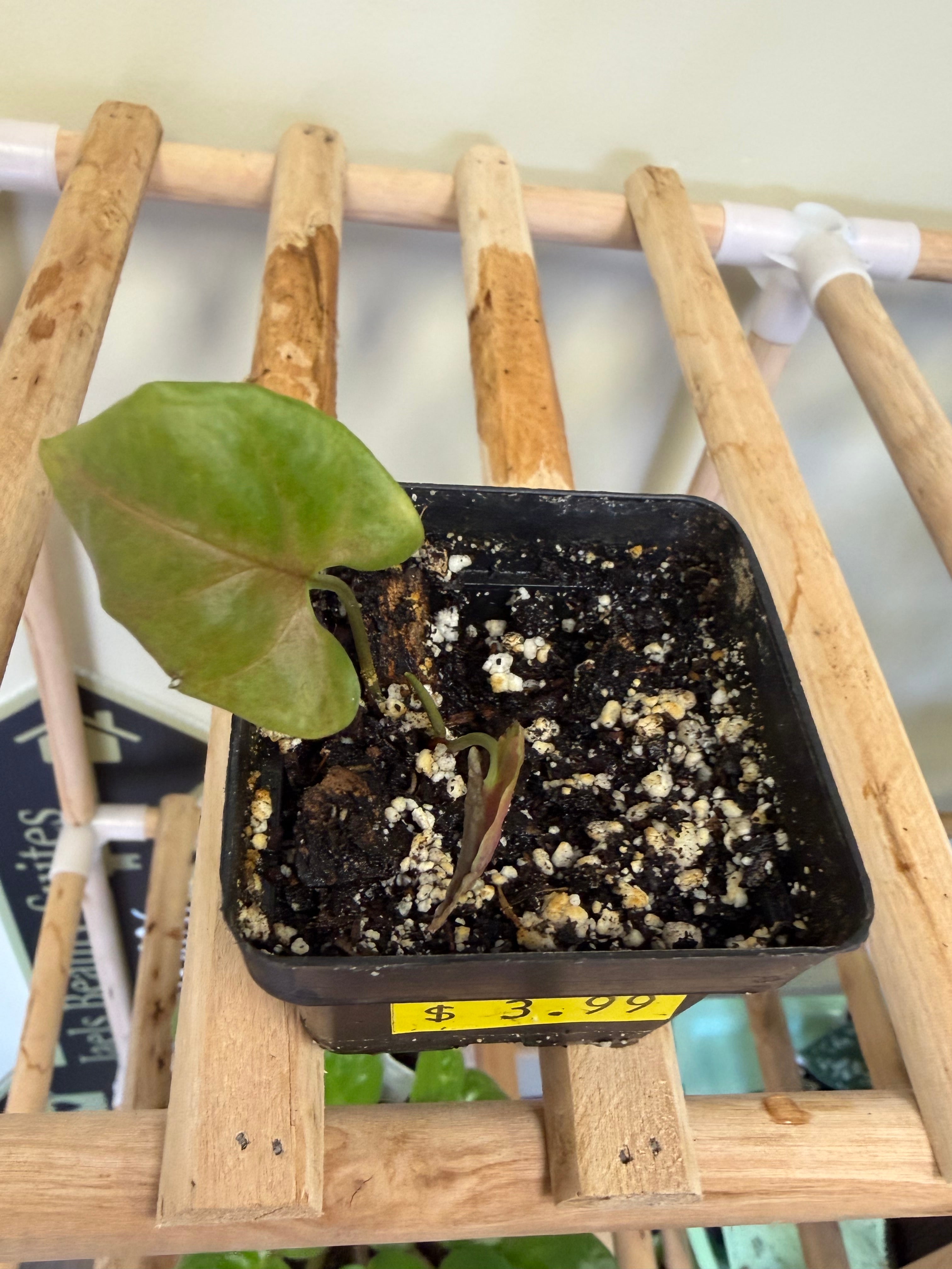 Syngonium Plant